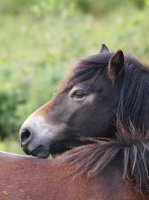Picture of Exmoor Pony portrait looking back