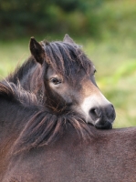 Picture of Exmoor Pony portrait, looking over shoulder of another horse