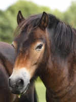 Picture of Exmoor Pony portrait, looking towards camera