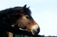 Picture of exmoor pony, portrait