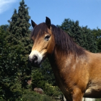 Picture of Exmoor pony portrait