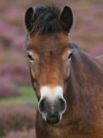 Picture of Exmoor Pony portrait