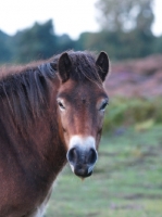 Picture of Exmoor Pony portrait