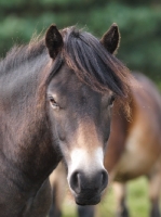 Picture of Exmoor Pony portrait