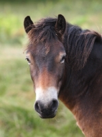 Picture of Exmoor Pony portrait