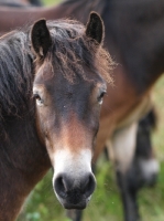 Picture of Exmoor Pony portrait