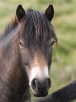 Picture of Exmoor Pony portrait