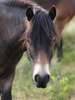 Picture of Exmoor Pony portrait