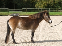Picture of Exmoor Pony posed