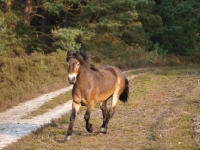 Picture of Exmoor Pony running