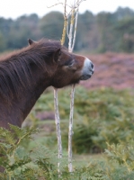 Picture of Exmoor Pony scratching 
