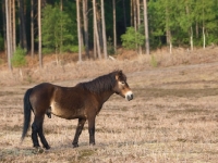 Picture of Exmoor Pony side view, near forest
