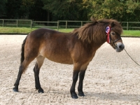 Picture of Exmoor Pony side view wearing rosette