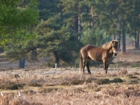 Picture of Exmoor Pony side view
