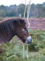 Picture of Exmoor Pony side view