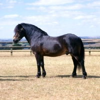 Picture of Exmoor pony stallion