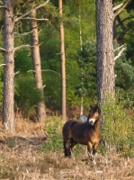 Picture of Exmoor Pony, standing in forest