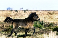 Picture of exmoor pony trotting on exmoor heathland