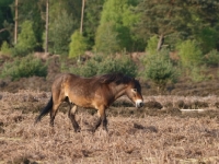 Picture of Exmoor Pony walking near forest