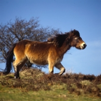 Picture of Exmoor pony walking on Exmoor in winter