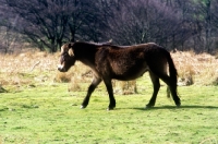 Picture of exmoor pony walking on exmoor