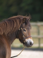 Picture of Exmoor pony wearing bridle