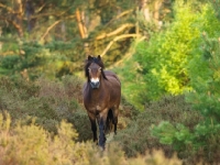 Picture of Exmoor Pony