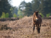 Picture of Exmoor Pony