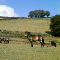 Picture of Exmoor stallion with mares and foals on Exmoor