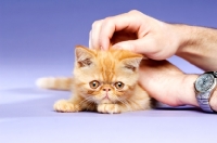 Picture of Exotic ginger kitten being stroked on a purple background