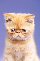 Picture of Exotic ginger kitten isolated on a purple background