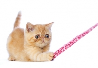 Picture of Exotic ginger kitten isolated on a white background playing