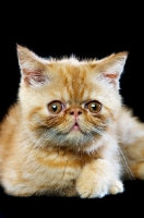 Picture of Exotic ginger kitten isolated on a black background