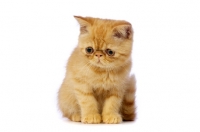 Picture of Exotic ginger kitten isolated on a white background