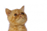 Picture of Exotic ginger kitten isolated on a white background