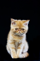 Picture of Exotic ginger kitten isolated on a black background