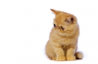 Picture of Exotic ginger kitten isolated on a white background