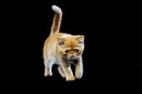 Picture of Exotic ginger kitten isolated on a black background