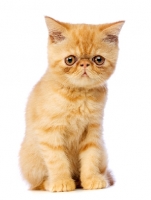Picture of Exotic ginger kitten isolated on a white background