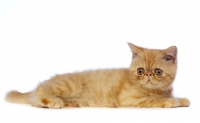 Picture of Exotic ginger kitten laid isolated on a white background