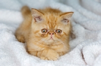 Picture of Exotic ginger kitten laid on a textured blanket