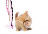 Picture of Exotic ginger kitten licking its paw, isolated on a white background