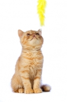 Picture of Exotic ginger kitten looking at its toy, isolated on a white background