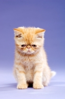 Picture of Exotic ginger kitten on a purple background