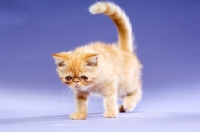 Picture of Exotic ginger kitten on a purple background