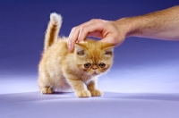 Picture of Exotic ginger kitten on a purple background being stroked