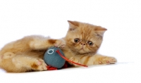 Picture of Exotic ginger kitten playing with toy isolated on a white background