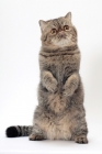 Picture of Exotic Shorthair, Brown Mackerel Tabby colour, on hind legs