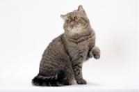 Picture of Exotic Shorthair, Brown Mackerel Tabby colour, one leg up