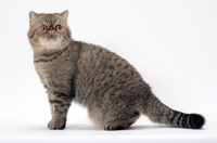 Picture of Exotic Shorthair, Brown Mackerel Tabby colour, sitting